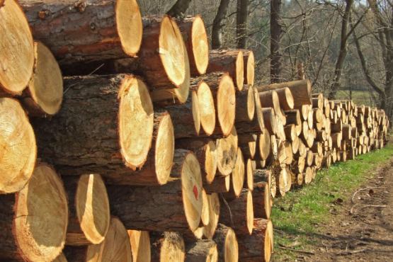 In March, price for logs imported to India gains 4%