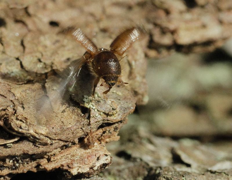 Södra announces significant increase in spruce bark beetle damage in already affected areas