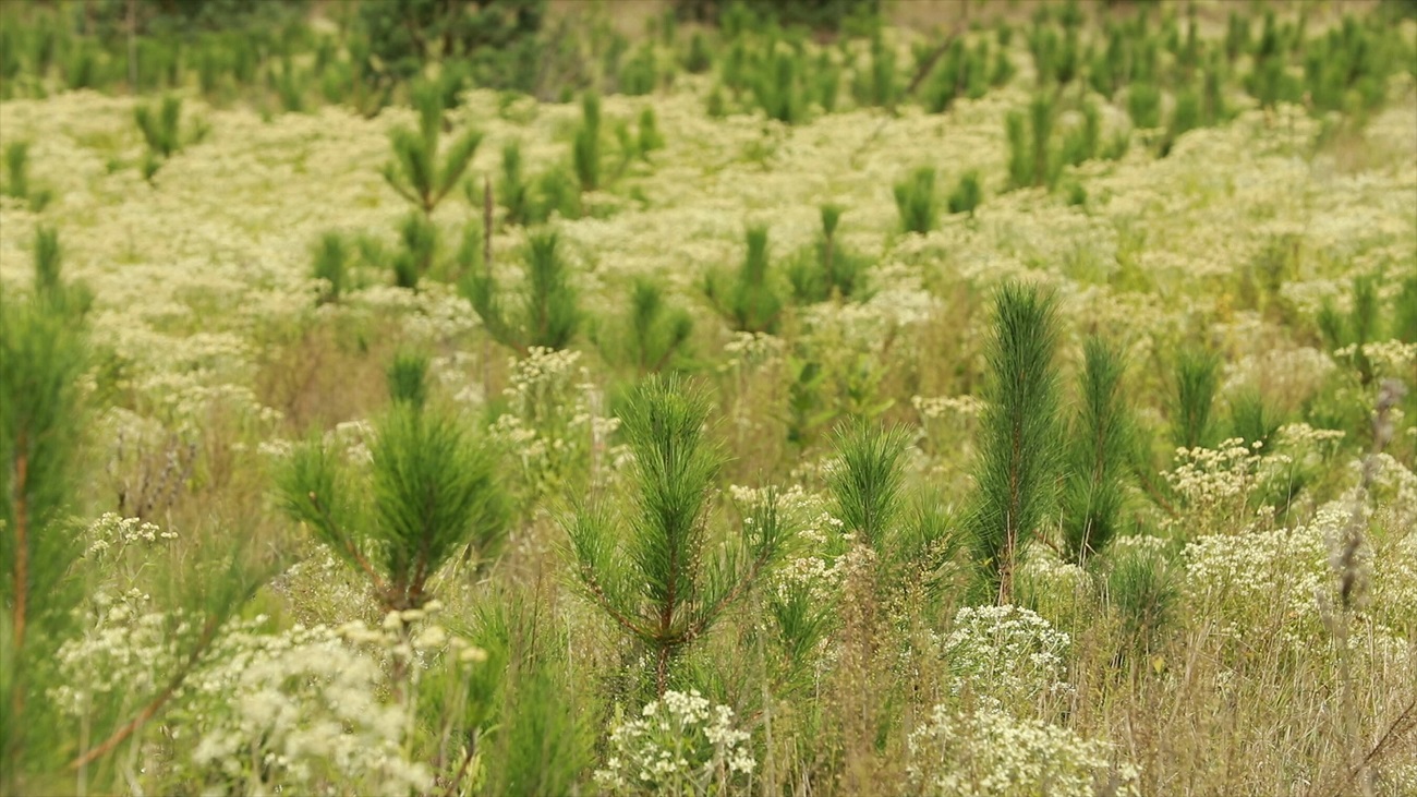 One Tree Planted and Forests Ontario partner to plant 17.5 million trees over 5 years