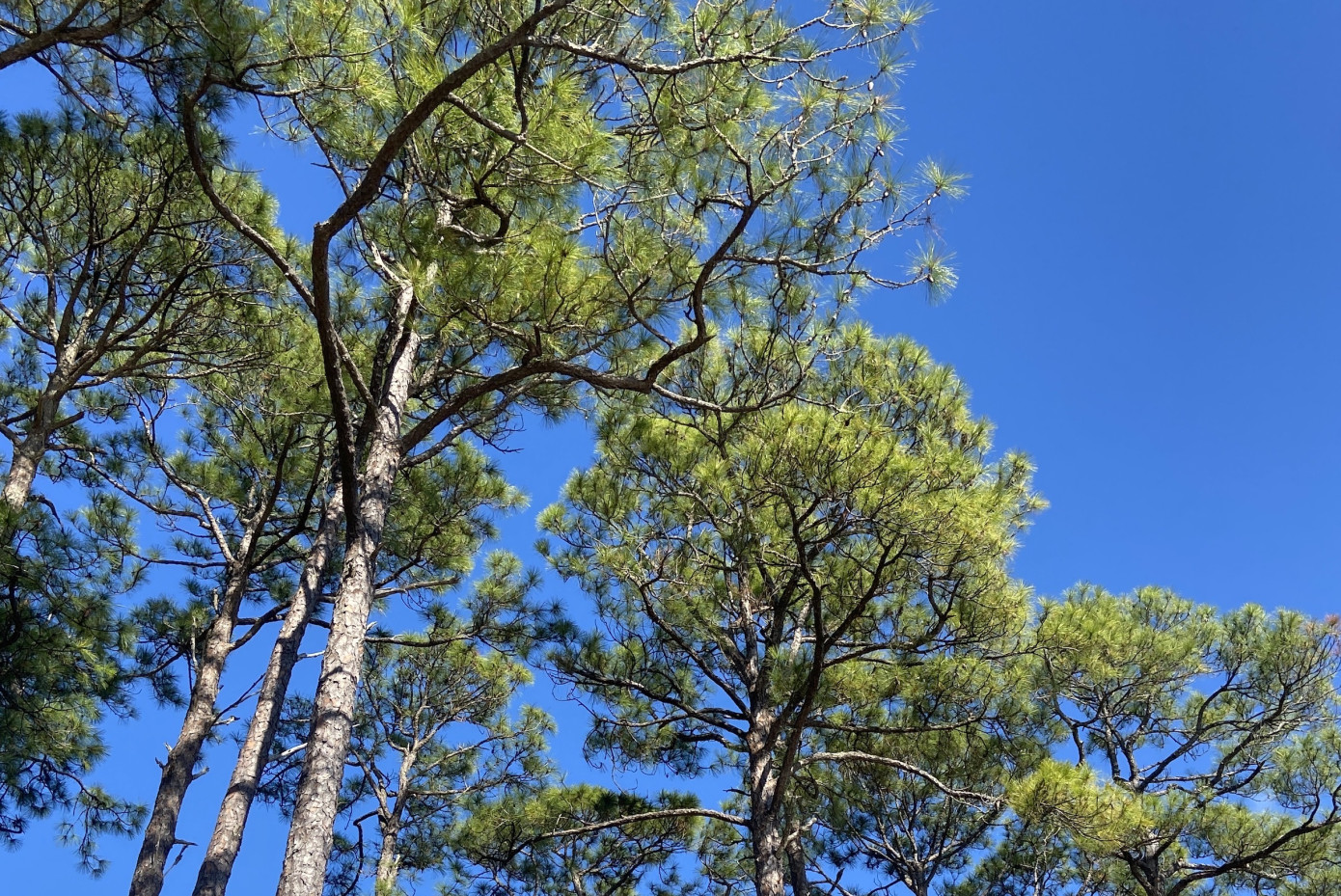 Rayonier lifts 2025 adjusted EBITDA 7.7%