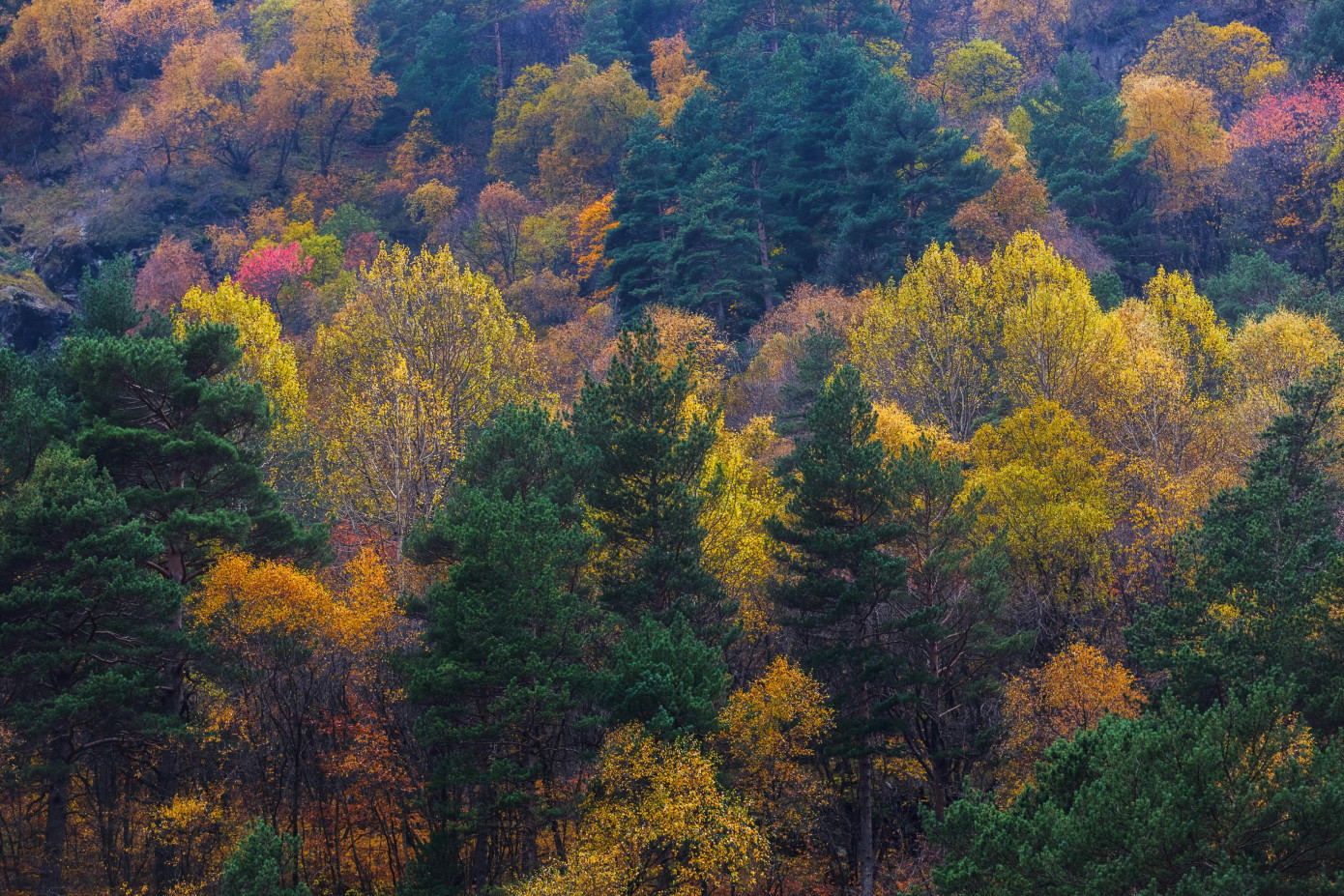 U.S. timberland values remain firm in 2025 despite flat timber prices