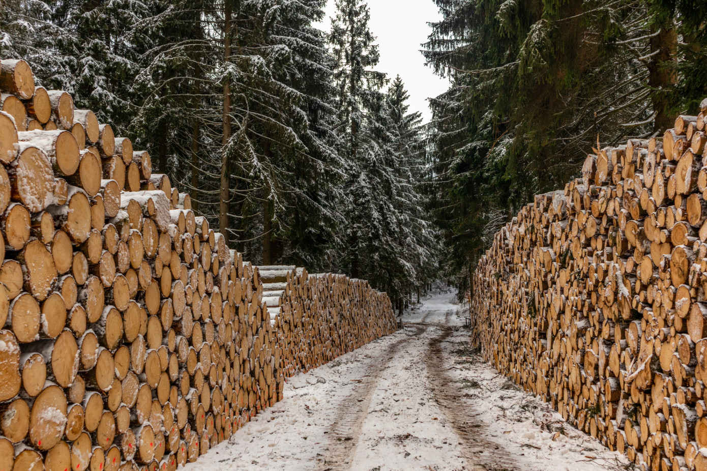 В январе 2024 г. Россия увеличила заготовку хвойной древесины на 2,6%