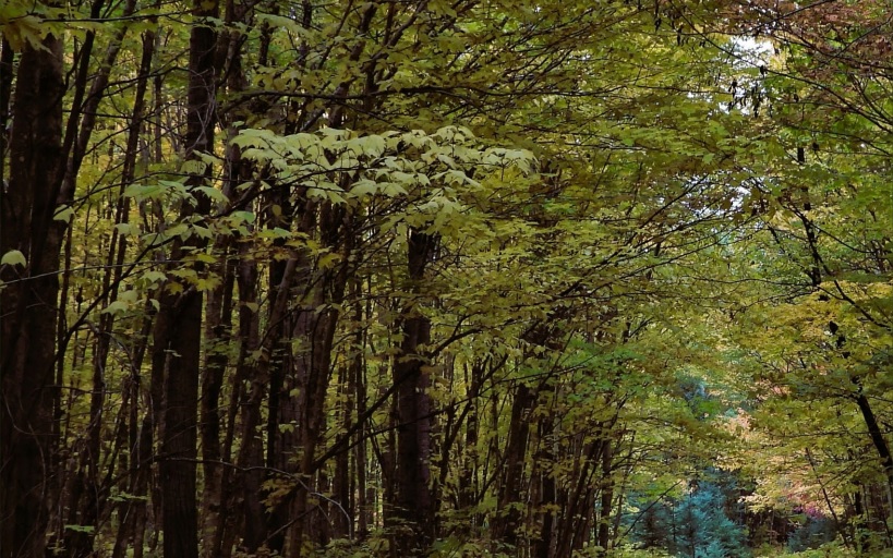 В 1 кв. 2025 г. продажи Acadian Timber снизились на 14%