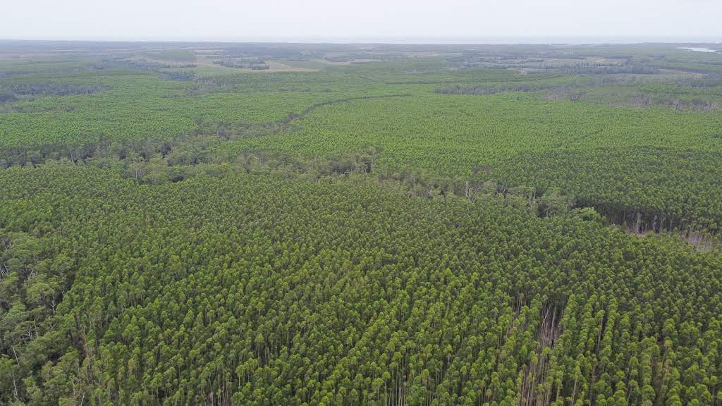 Suzano приобретет 70 тыс. га лесных земель на юго-западе Бразилии