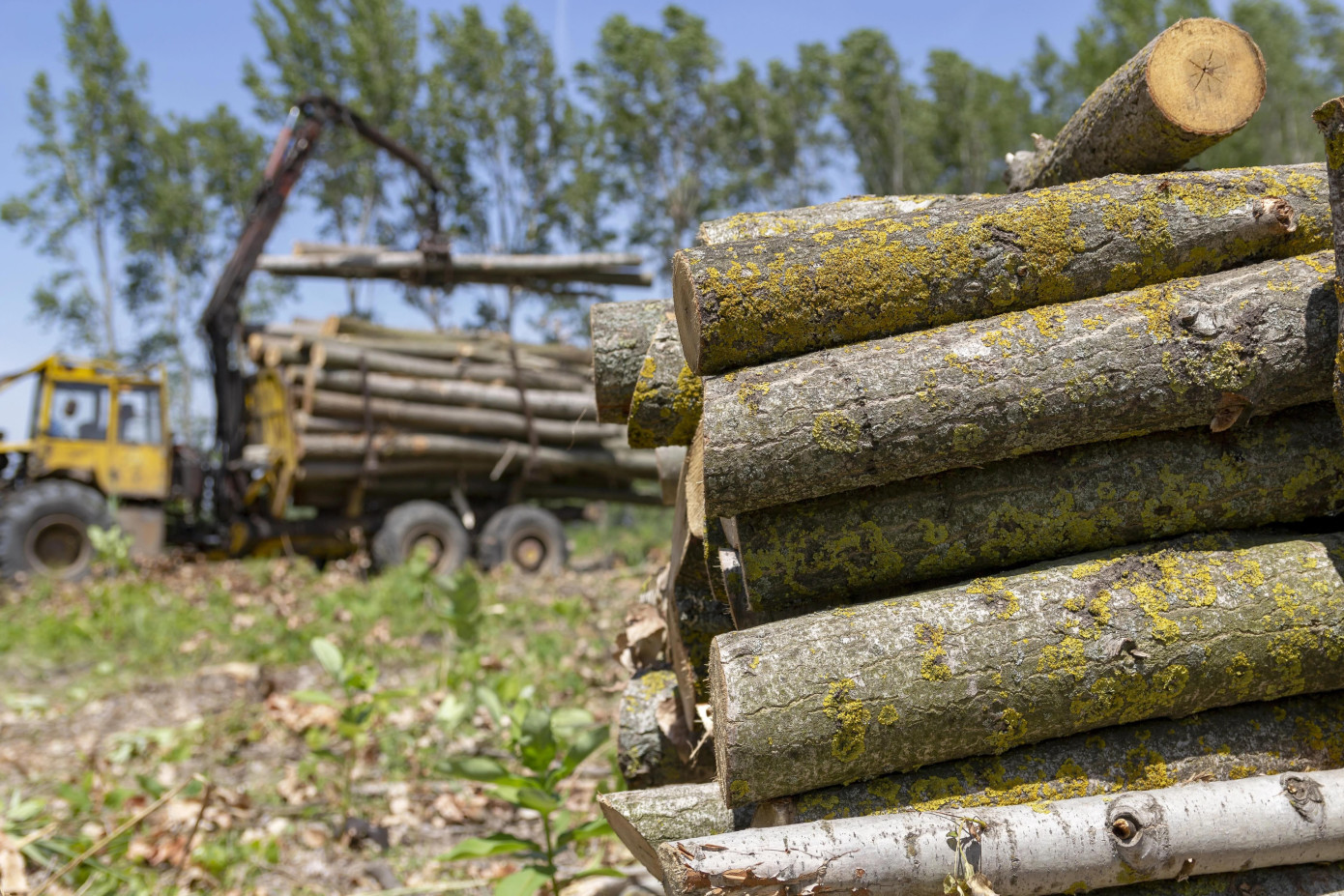 Energywood trade volume in Finland drops 50% in Q2 2025