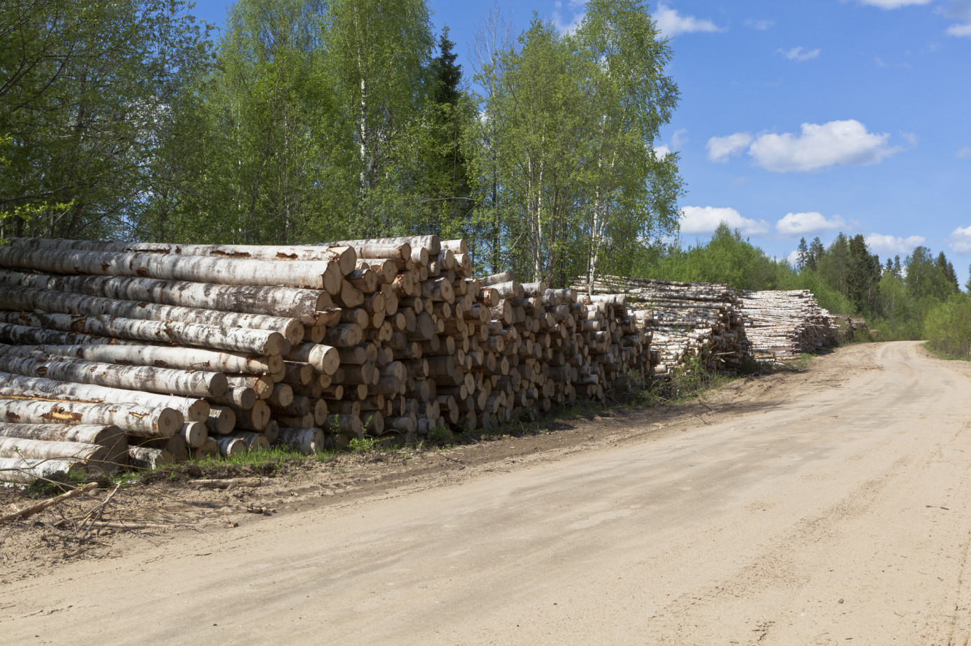 В январе-мае Россия сократила экспорт круглого леса на 3 млн м3
