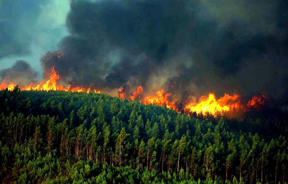За сутки в 14 регионах России ликвидировано 33 лесных пожара