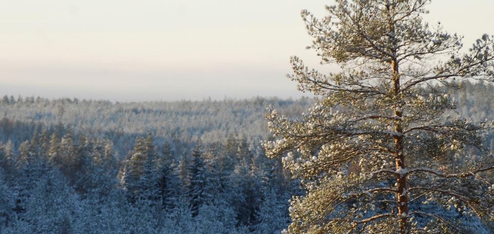 В 1 кв. 2021 г. продажи Sveaskog снизились на 6%