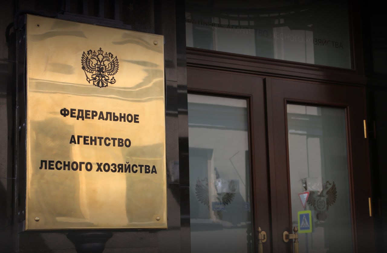 «Рослесхоз»: документацию по проектированию лесов должны создавать аттестованные специалисты