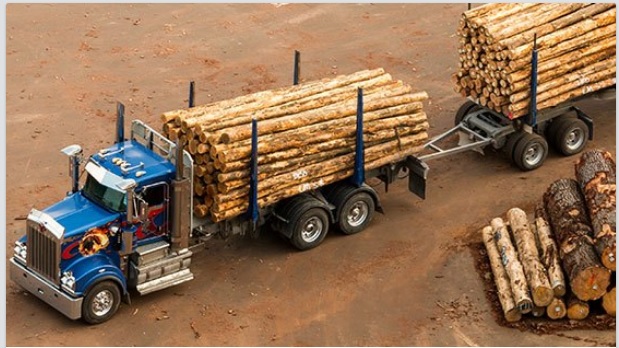 New Zealand’s forestry product export prices rose 7%