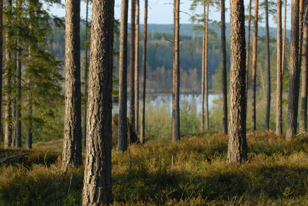 Sveaskog"s Q3 net sales decline by 5%