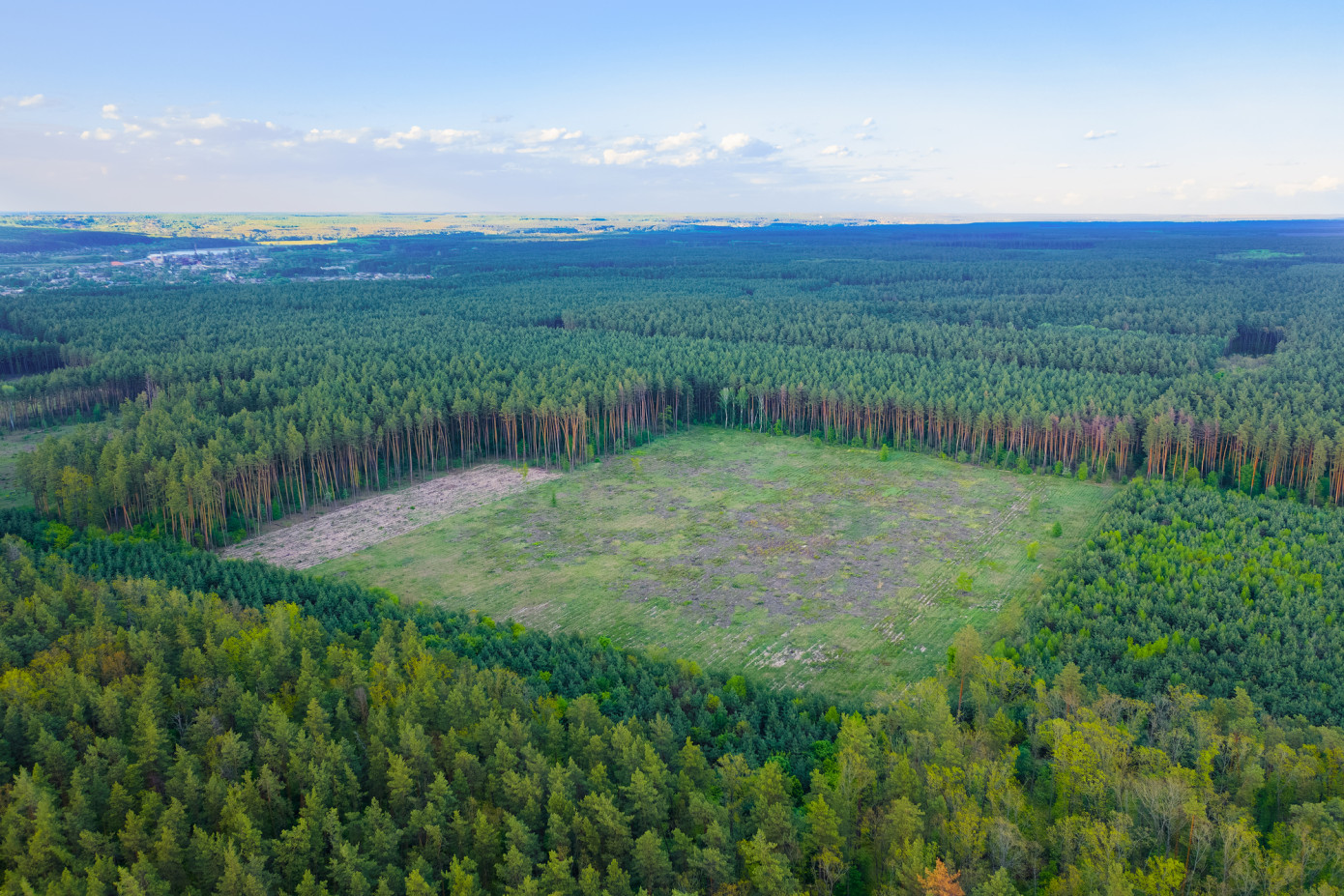Microsoft invests in Brazilian farmland reforestation