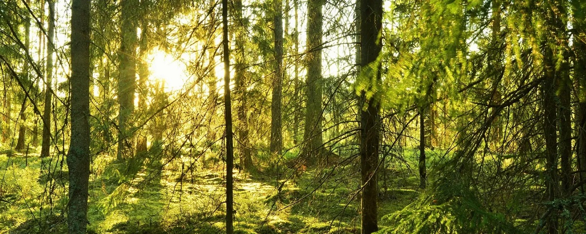 Swedish forest certification system submitted for PEFC assessment