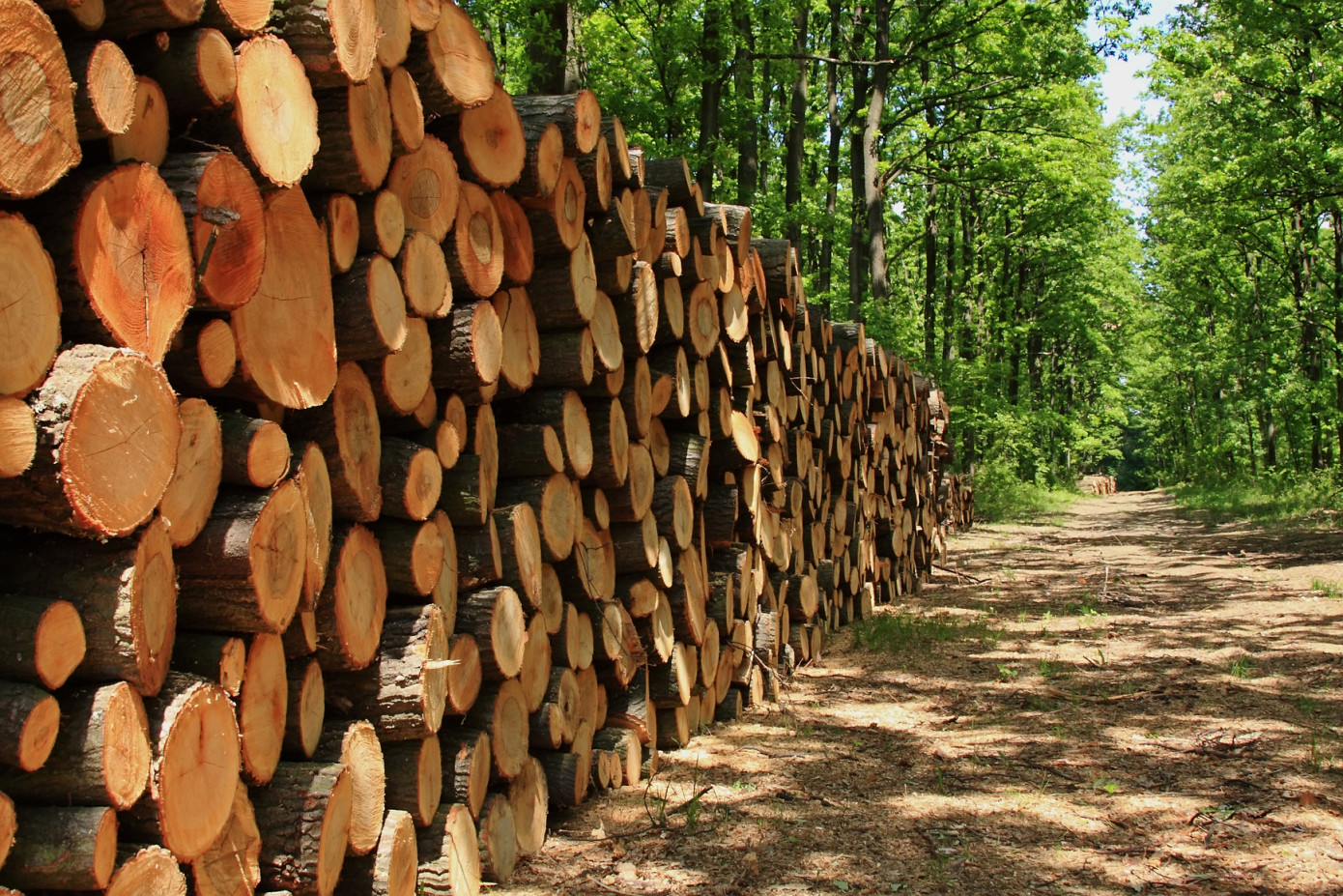 Record high timber trade volume and soaring log prices in Finland in May