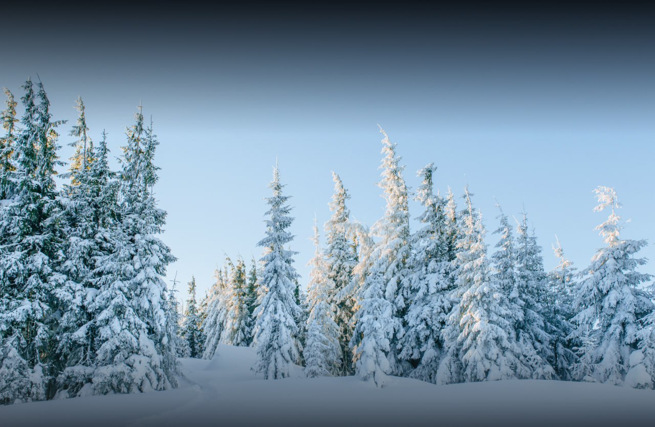 В России увеличат финансирование лесного хозяйства