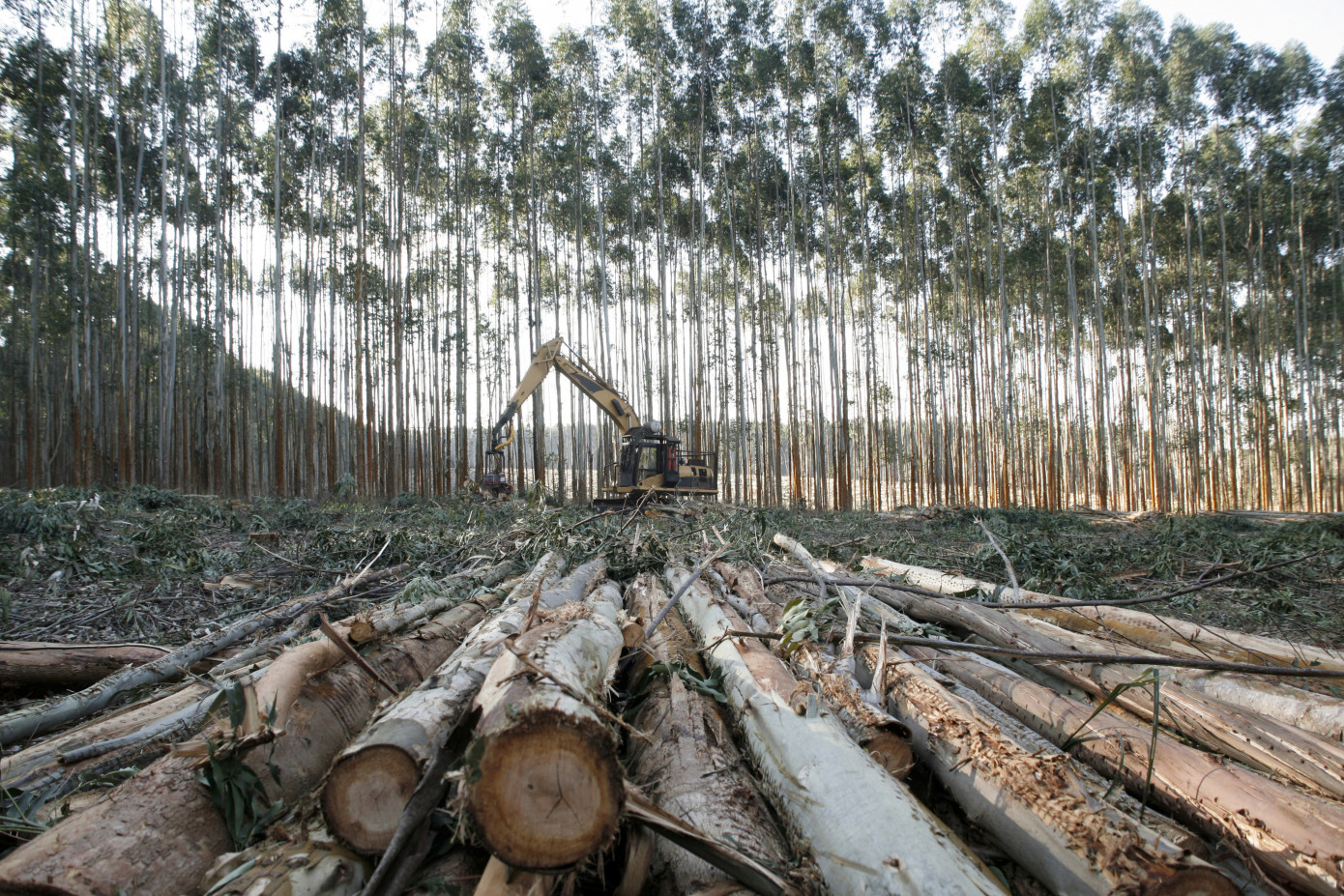 В январе 2024 г. Финляндия сократила заготовку древесины на 7%