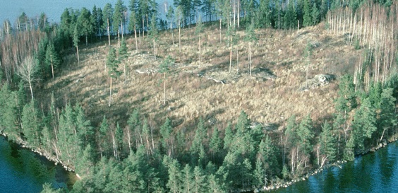 Swedish Forest Agency:  Notified final felling area decreased by 24% in November