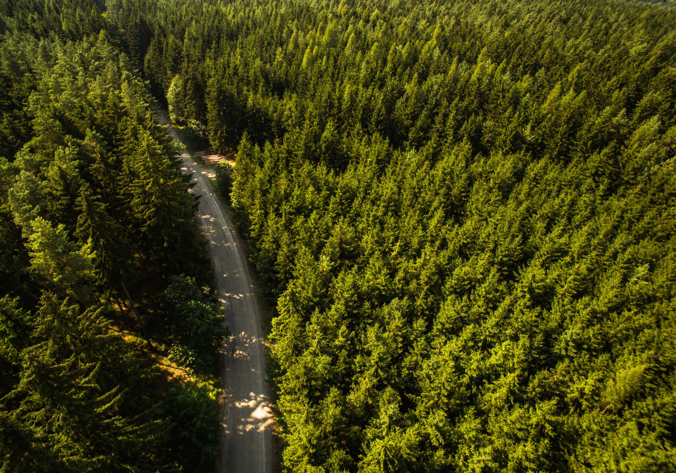 Average area of Swedish forest owners increased to 34 hectares in last 24 years