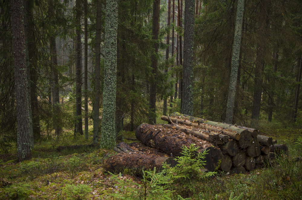 British Columbia extends old-growth logging deferral in endangered spotted owl habitat