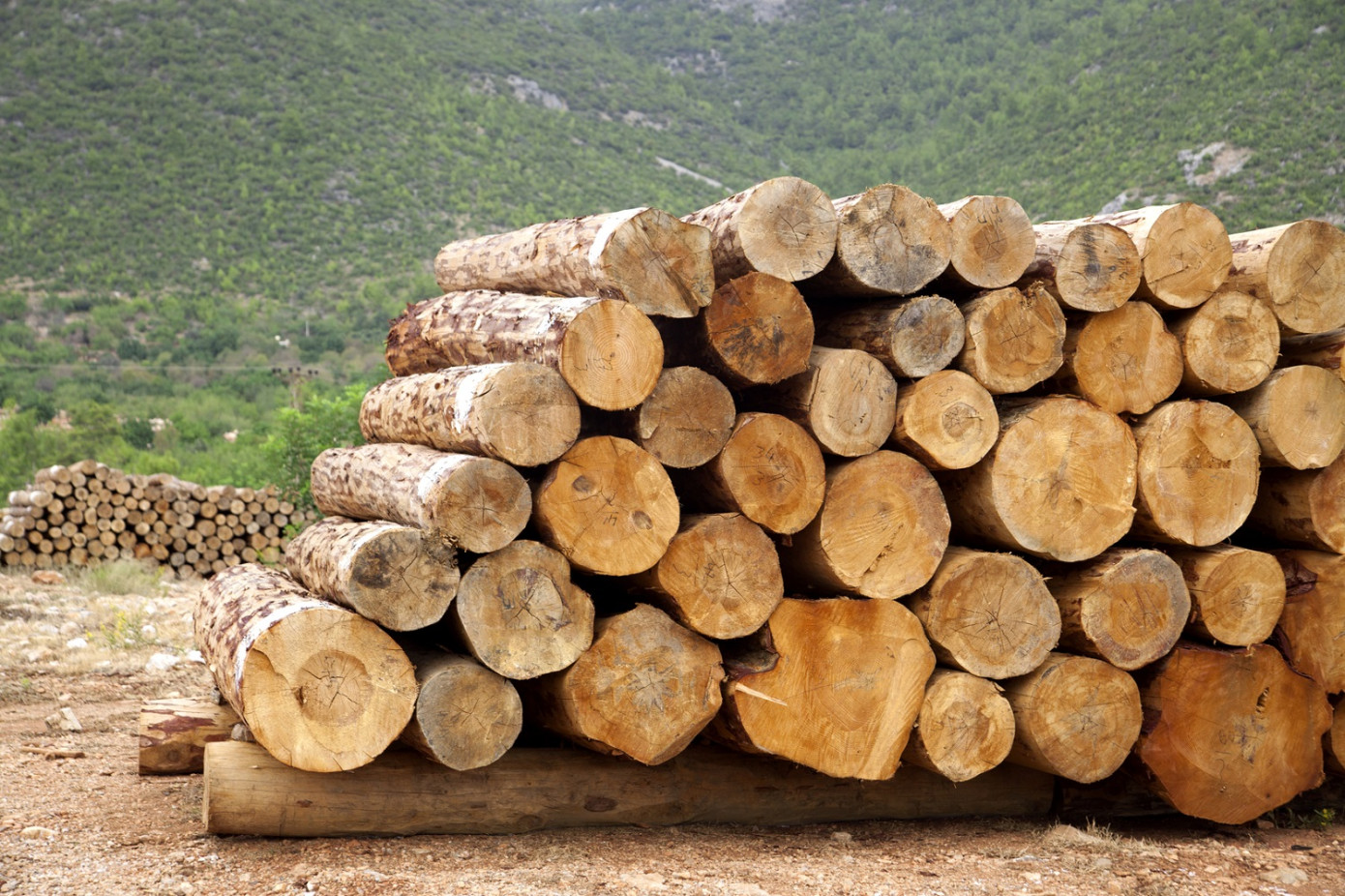 Poland sharply increased softwood log exports to China