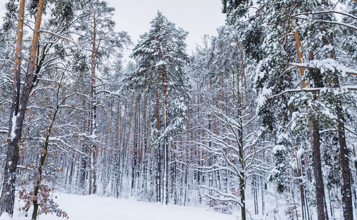 Skogsfond Baltikum sells forests in the Baltics as prices per hectare rise 92% in five years