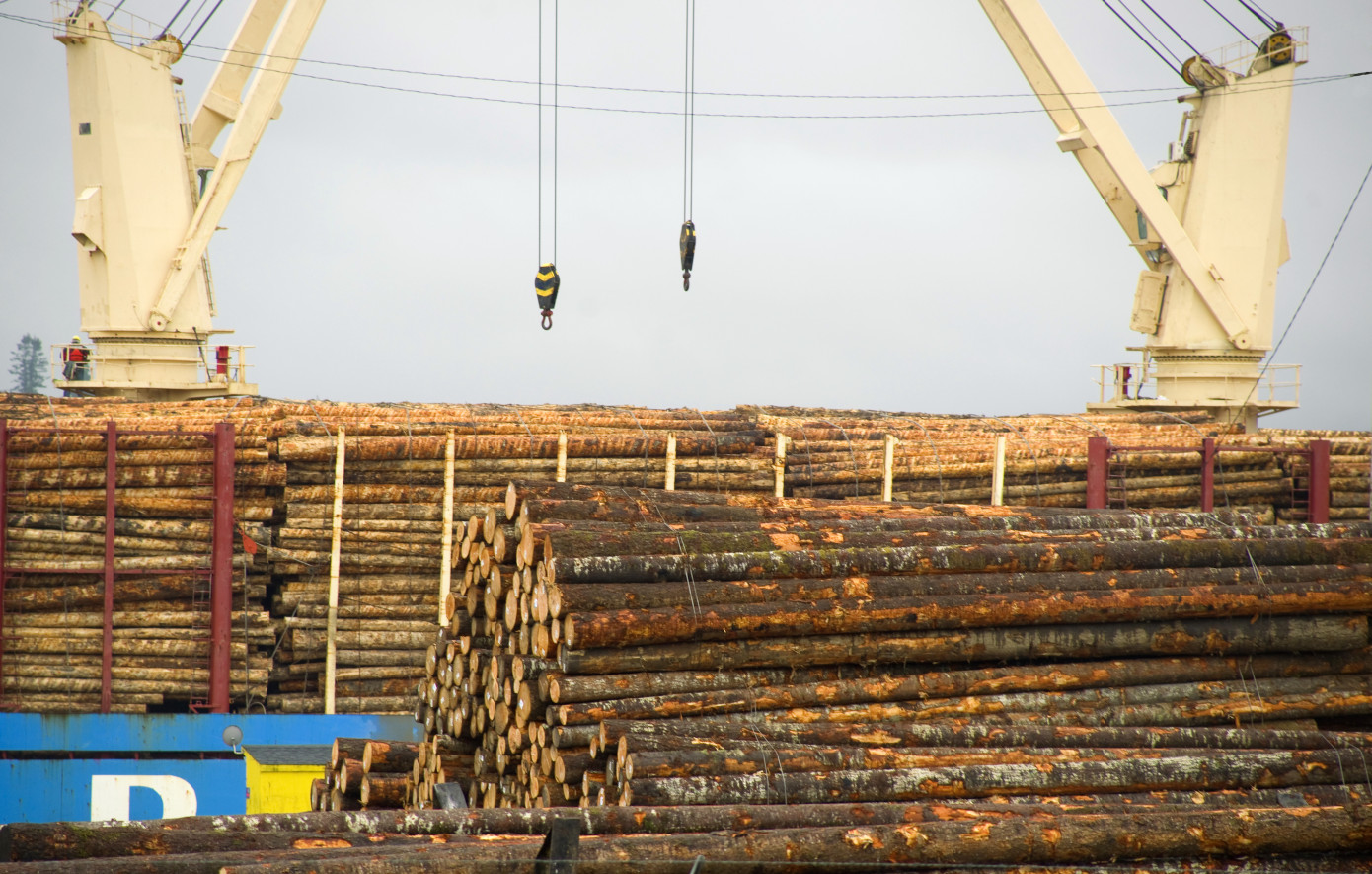 New Zealand export logs price falls 25% in June