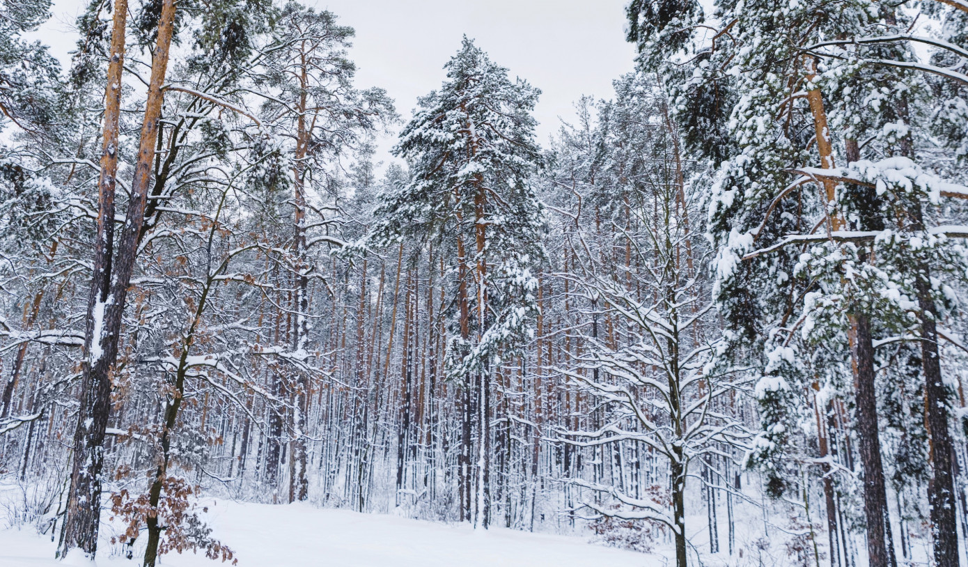 В 2025 г. Архангельская обл. достигла углеродной нейтральности