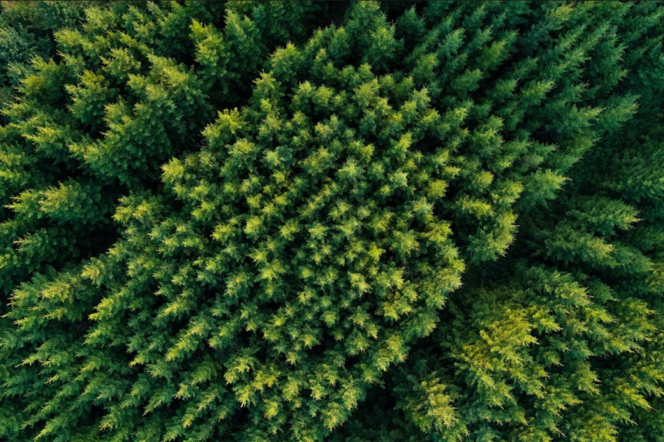 Dana Consulting: выращивать лес в Новой Зеландии будет выгоднее, чем производить из него пиломатериалы