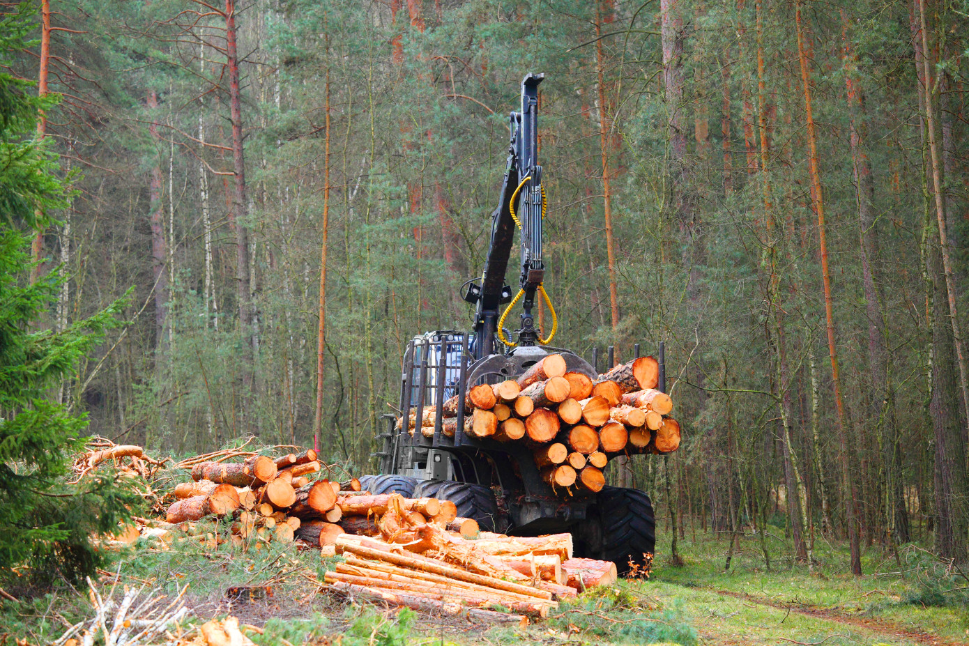Russia reduces wood harvesting by 5.5% in January-August 2023