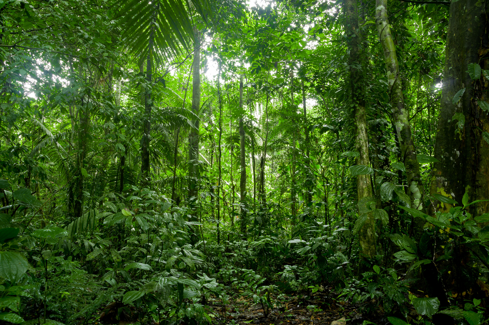 Global leaders make landmark pledge to end deforestation by 2030
