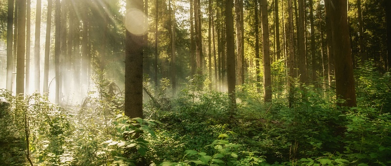 Segezha Group налаживает систему ответственного лесопользования в Костромской обл.