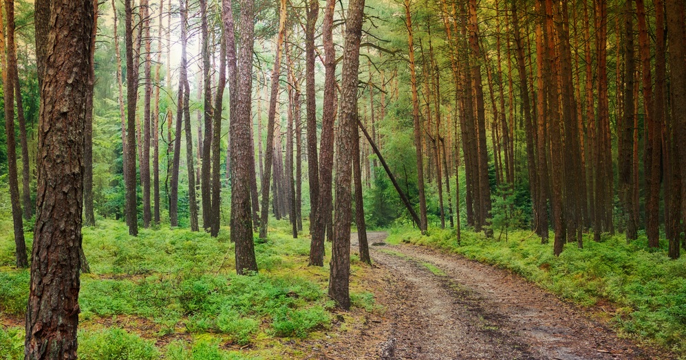 В 3 кв. 2023 г. продажи Acadian Timber выросли на 12,7%