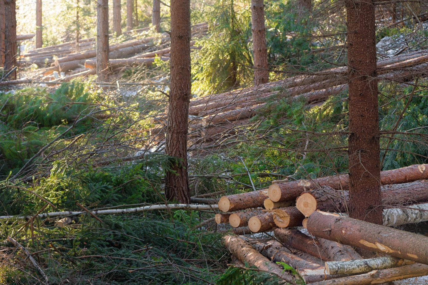 USDA allocates $23 million to transport hazardous forest fuels under new grant program