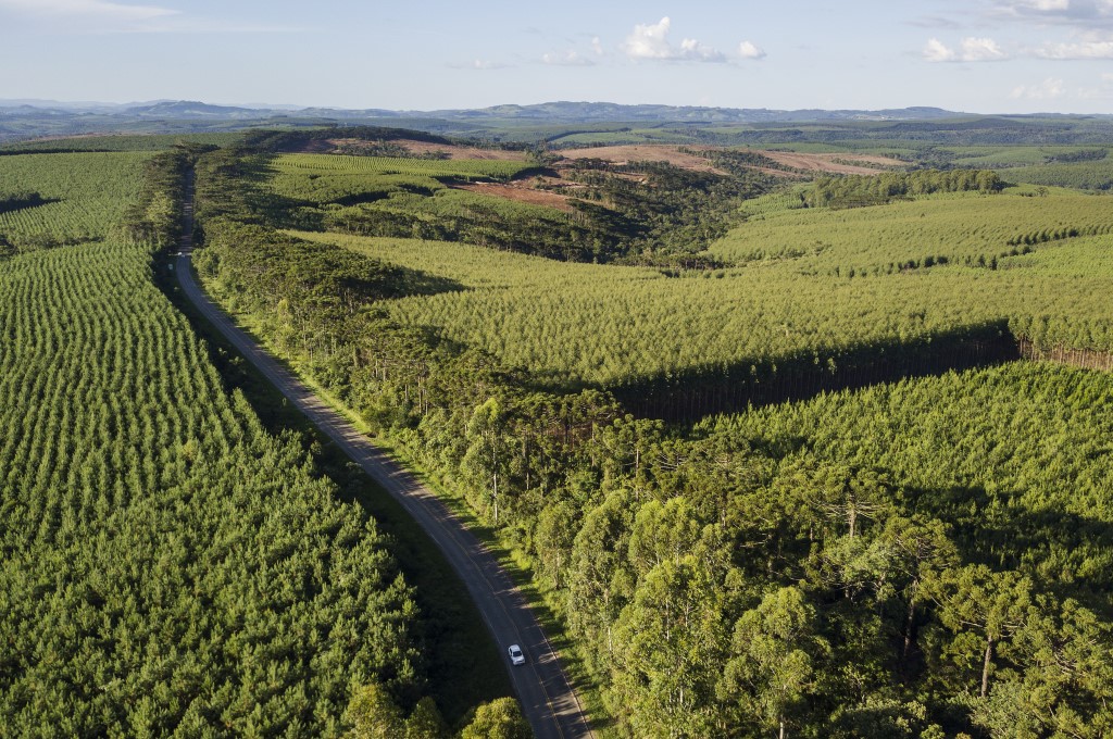 Klabin earns PEFC forest management certification in Santa Catarina, Brazil