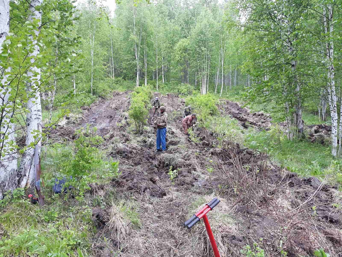Проект лесовосстановления лесного участка