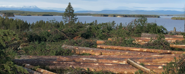 Swedish Forest Agency: Notified final felling area decreased by 27% in December