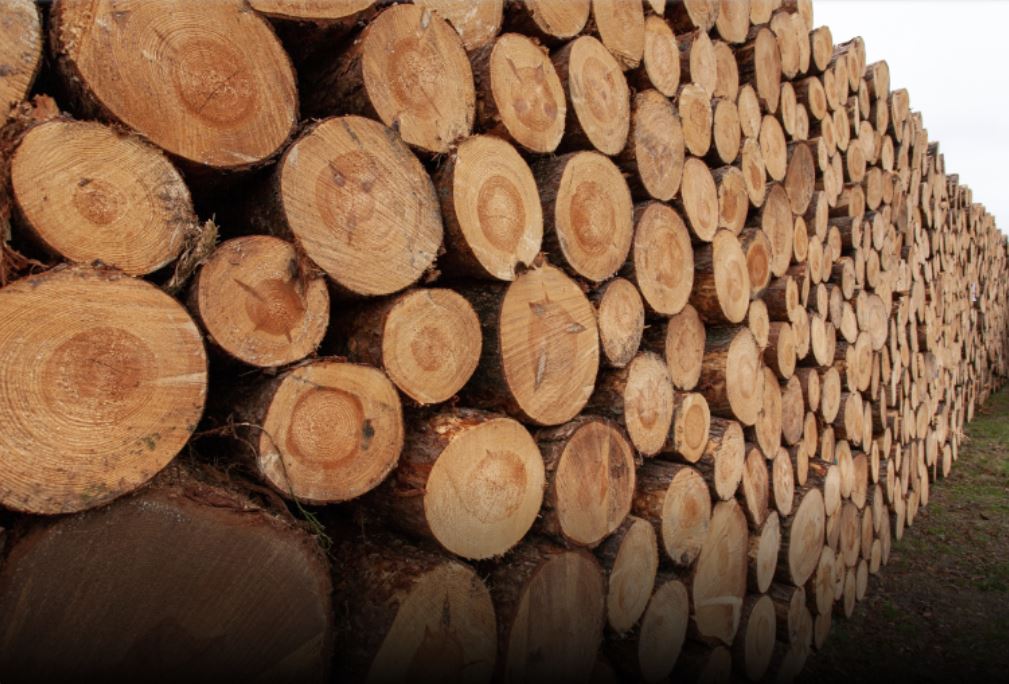 Обмен данными систем учета древесины России и Беларуси будет упрощен