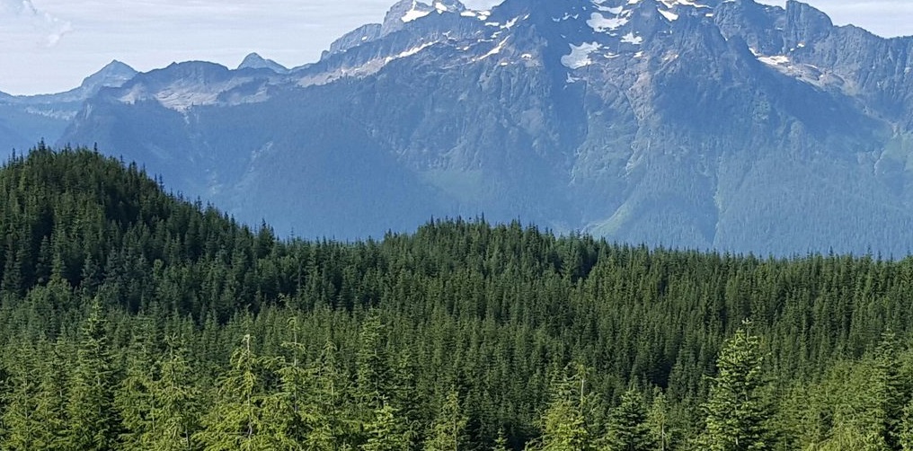 Chinook Forest Partners acquires 50,747 acres of timberland from Hampton Lumber