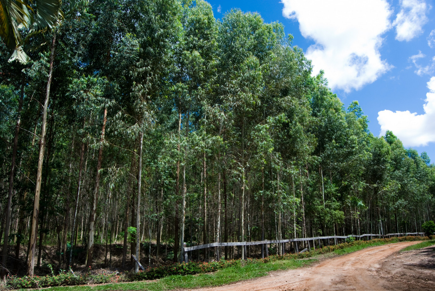 VicForests announced its successful nine-month Responsible Wood Standard audit