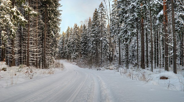 В 2019 г. организации Минлесхоза Беларуси построили более 100 км лесных дорог