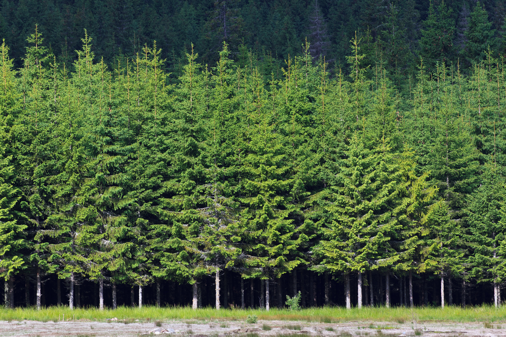 BC Timber Sales program near Revelstoke passes audit