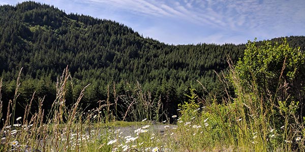 CatchMark Timber Trust завершила сделку по продаже более 7 тыс. га лесных угодий на северо-западе США