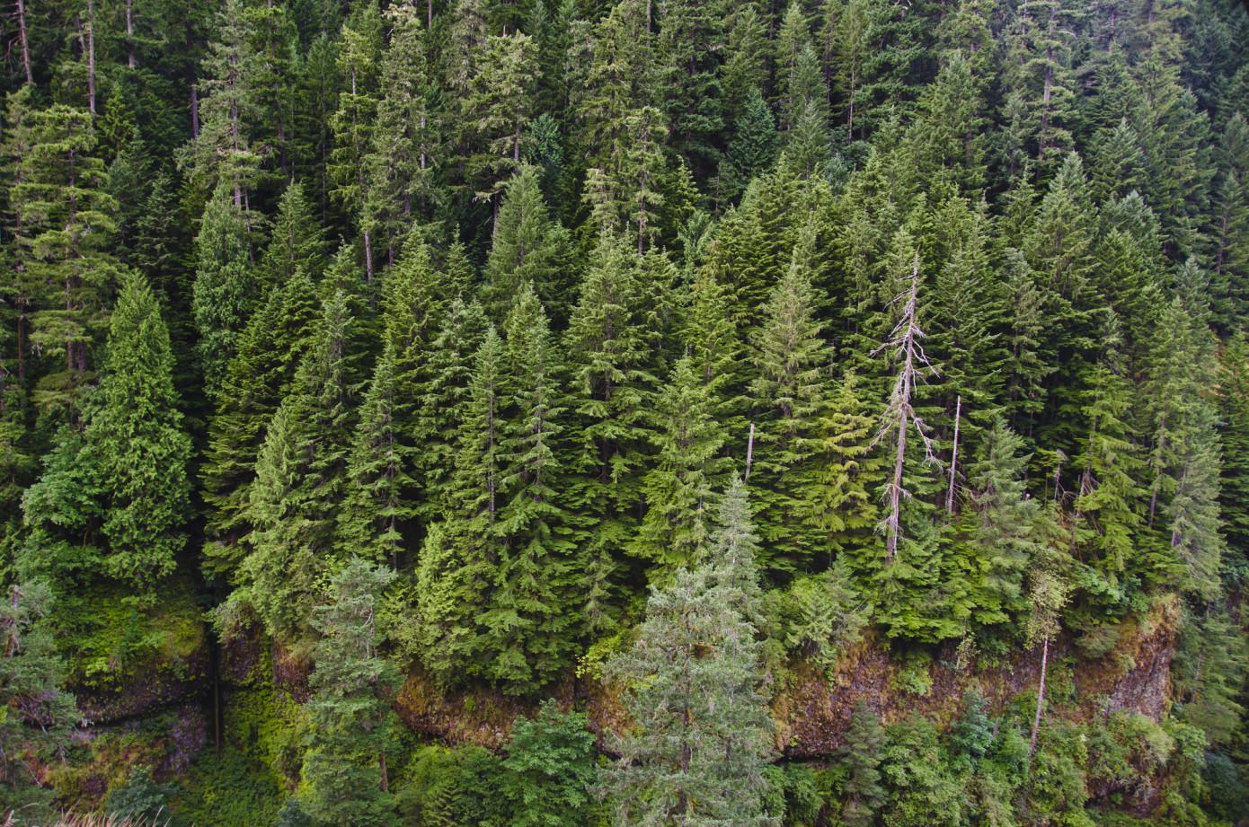 Weyerhaeuser начинает реализацию проекта углеродных кредитов