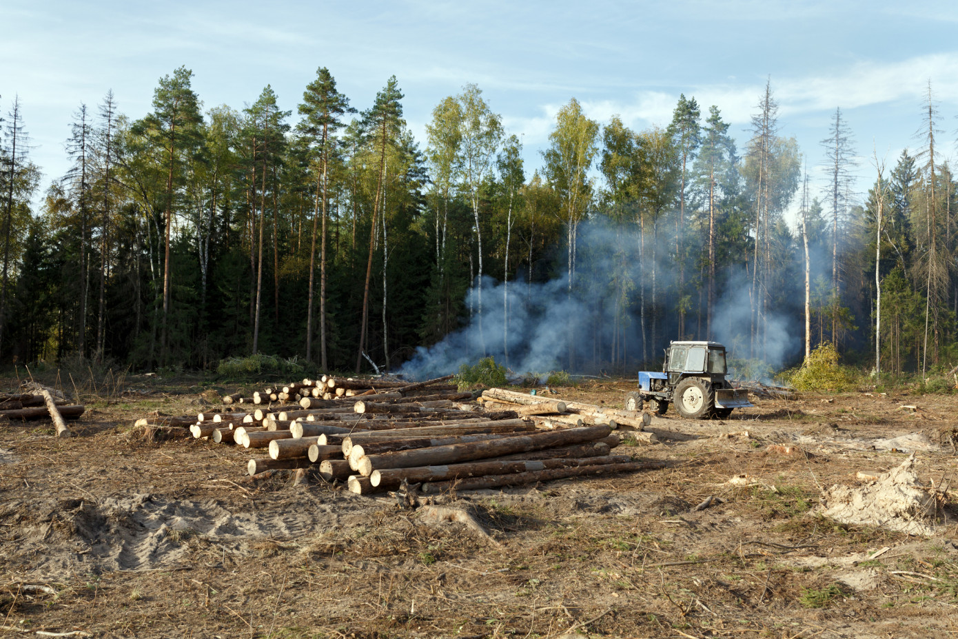 Рослесинфорг: в 1 полугодии 2022 г. заготовка древесины в России снизилась на 4,5%