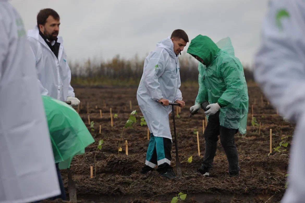Компания «Сибур» в рамка программы «Зеленая формула» высадила 1 млн деревьев