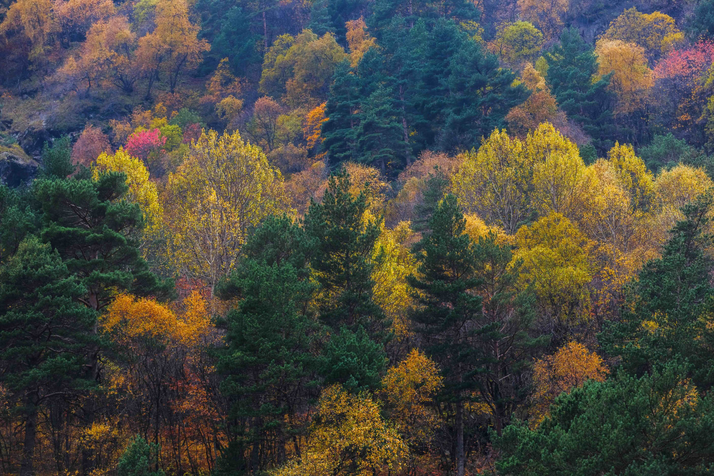 Domain Timber Advisors selected by Fulcrum Asset Management to drive sustainable investments in U.S. forestland