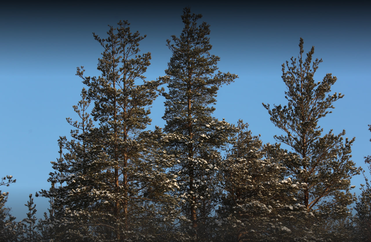 «Рослесхоз» проверит эффективность ведения лесного хозяйства в 11 регионах