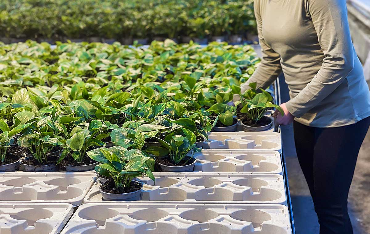 Шведский ритейлер начинает использовать экологичные поддоны для транспортировки растений