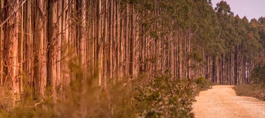 New Forests sells Forico and Tasmania’s largest hardwood estate