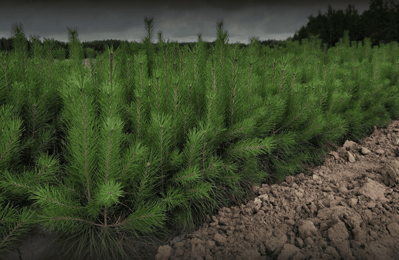 Лесовосстановление в России проведено на площади 1,3 млн га